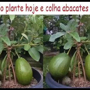 Como plantar abacate em vasos e tê-los produzindo em 6 meses