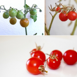 Folhado de tomate cherry