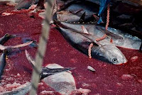 Matança de atum vermelho na Itália é investigada