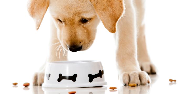Os 10 alimentos que podem matar o teu cão