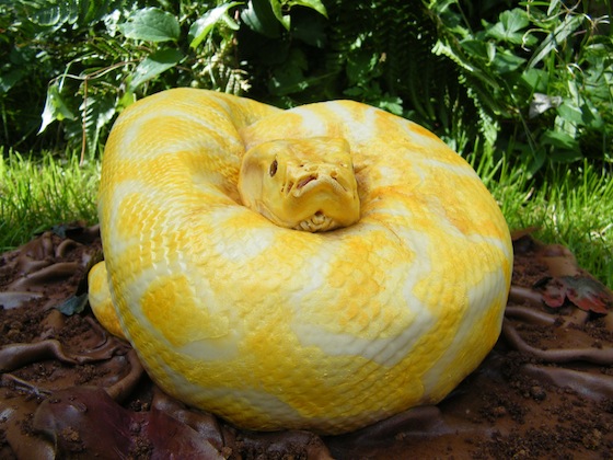 Incrível bolo em formato de cobra