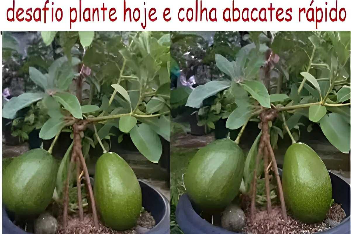 Como plantar abacate em vaso e ter abacates maduros em apenas 6 meses