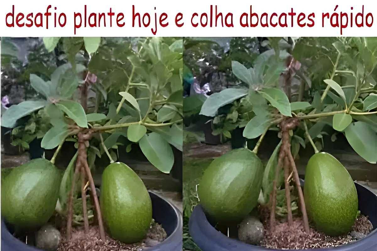 Como plantar abacate em vaso e já ter fruta no pé após 6 meses