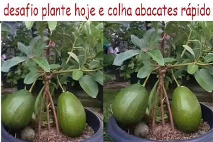 Como plantar abacate em vasos e tê-los produzindo em 6 meses