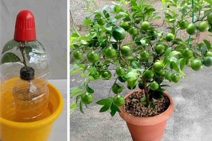 Como plantar limão no vaso e ter limões sempre fresquinhos na sua casa