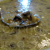 Sopa de Cogumelos (Mantar Çorbası)