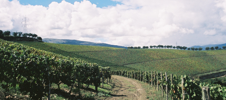 Quinta de Mosteirô - Uma parceria com uns vinhos maravilhosos
