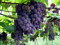 Sorvete de uva [preta]