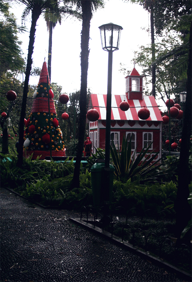 Tropical Christmas Wonderland